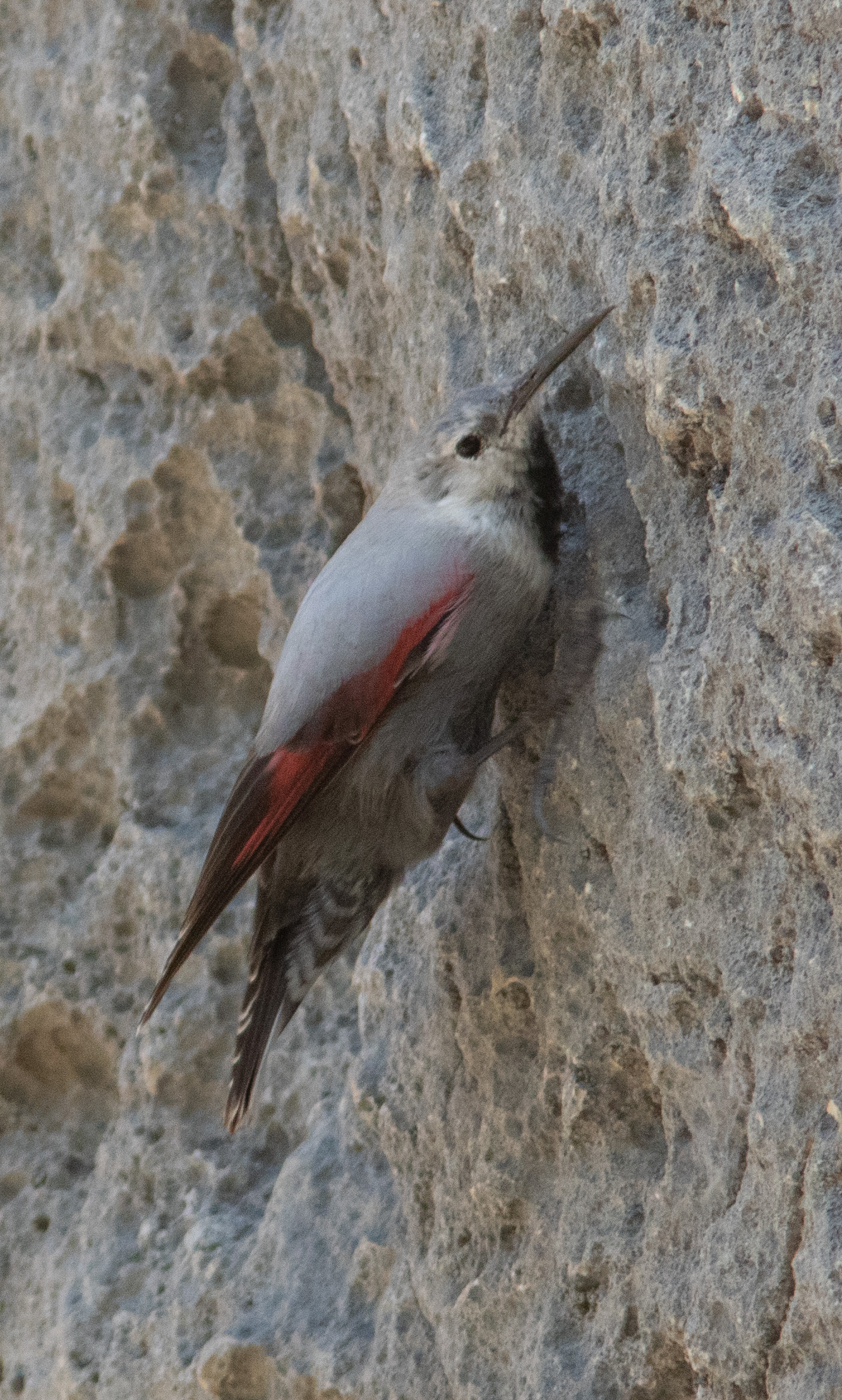 Miniature